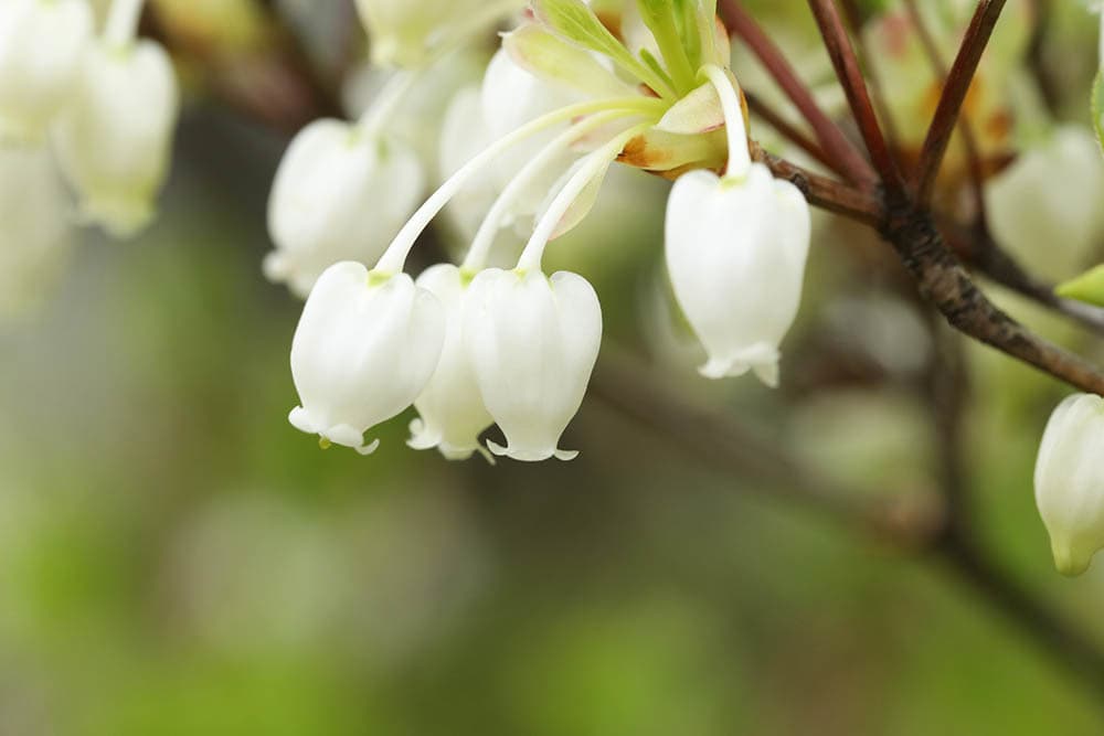 ドウダンツツジの花